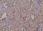 Phospho-FMRP (Ser500) Antibody in Immunohistochemistry (Paraffin) (IHC (P))