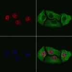 Phospho-HES1 (Ser37) Antibody in Immunocytochemistry (ICC/IF)