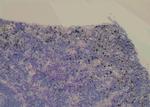 Phospho-USP22 (Thr147) Antibody in Immunohistochemistry (Paraffin) (IHC (P))