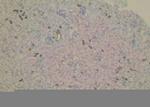 Phospho-USP22 (Thr147) Antibody in Immunohistochemistry (Paraffin) (IHC (P))