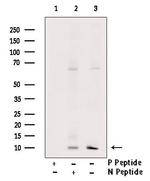 Phospho-Thioredoxin 1 (Thr100) Antibody in Western Blot (WB)