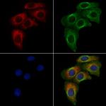 Phospho-Thioredoxin 1 (Thr100) Antibody in Immunocytochemistry (ICC/IF)