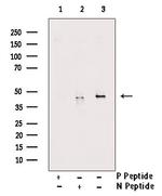 Phospho-SP7 (Thr319) Antibody in Western Blot (WB)