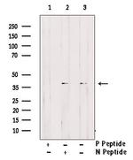 Phospho-ATG3 (Tyr18) Antibody in Western Blot (WB)