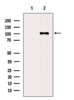 Phospho-BACH1 (Ser445) Antibody in Western Blot (WB)