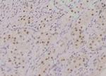 Phospho-BACH1 (Ser445) Antibody in Immunohistochemistry (Paraffin) (IHC (P))