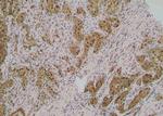 Phospho-ABCB11 (Ser690) Antibody in Immunohistochemistry (Paraffin) (IHC (P))