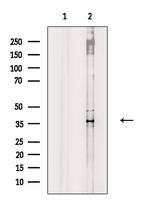 Phospho-Annexin A2 (Tyr238) Antibody in Western Blot (WB)