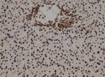 Phospho-Annexin A2 (Tyr238) Antibody in Immunohistochemistry (Paraffin) (IHC (P))