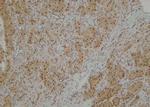 Phospho-SEMA4B (Ser809) Antibody in Immunohistochemistry (Paraffin) (IHC (P))