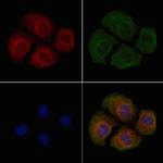 Phospho-DNM1L (Ser529) Antibody in Immunocytochemistry (ICC/IF)