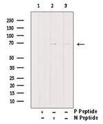 Phospho-DNM1L (Ser529) Antibody in Western Blot (WB)