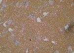 Phospho-PDCD5 (Ser119) Antibody in Immunohistochemistry (Paraffin) (IHC (P))