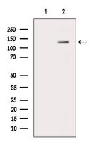 Phospho-MYPT1 (Ser299) Antibody in Western Blot (WB)