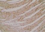 Phospho-MYPT1 (Ser299) Antibody in Immunohistochemistry (Paraffin) (IHC (P))