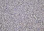 Phospho-SHIP2 (Tyr671) Antibody in Immunohistochemistry (Paraffin) (IHC (P))