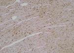 Phospho-FANCA (Ser1449) Antibody in Immunohistochemistry (Paraffin) (IHC (P))