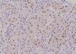 Phospho-Survivin (Thr48) Antibody in Immunohistochemistry (Paraffin) (IHC (P))