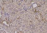 Phospho-Survivin (Thr48) Antibody in Immunohistochemistry (Paraffin) (IHC (P))