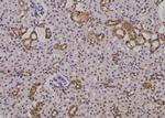 Phospho-Survivin (Thr48) Antibody in Immunohistochemistry (Paraffin) (IHC (P))