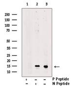 Phospho-Survivin (Thr48) Antibody in Western Blot (WB)