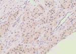 Phospho-Bim (Ser118) Antibody in Immunohistochemistry (Paraffin) (IHC (P))