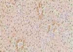 Phospho-Bim (Ser118) Antibody in Immunohistochemistry (Paraffin) (IHC (P))