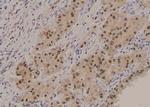 Phospho-FOXO3A (Ser284) Antibody in Immunohistochemistry (Paraffin) (IHC (P))