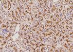 Phospho-FOXO3A (Ser284) Antibody in Immunohistochemistry (Paraffin) (IHC (P))