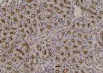 Phospho-FOXO3A (Ser284) Antibody in Immunohistochemistry (Paraffin) (IHC (P))