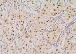 Phospho-SGTA (Ser301) Antibody in Immunohistochemistry (Paraffin) (IHC (P))