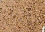 Phospho-AS160 (Ser341) Antibody in Immunohistochemistry (Paraffin) (IHC (P))