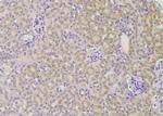 Phospho-TLR5 (Ser805) Antibody in Immunohistochemistry (Paraffin) (IHC (P))