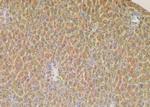 Phospho-TLR5 (Ser805) Antibody in Immunohistochemistry (Paraffin) (IHC (P))