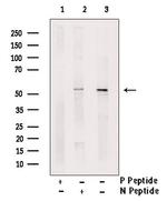 Phospho-MiTF (Ser414) Antibody in Western Blot (WB)