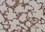 Phospho-DR6 (Thr460) Antibody in Immunohistochemistry (Paraffin) (IHC (P))