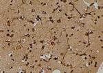 Phospho-DAB1 (Tyr198) Antibody in Immunohistochemistry (Paraffin) (IHC (P))