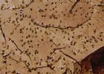 Phospho-DAB1 (Tyr198) Antibody in Immunohistochemistry (Paraffin) (IHC (P))