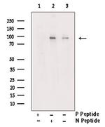 Phospho-MSK1 (Ser212) Antibody in Western Blot (WB)