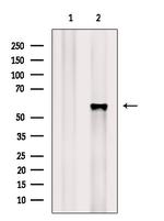 Phospho-OXSR1 (Ser339) Antibody in Western Blot (WB)