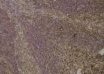 Phospho-OXSR1 (Ser339) Antibody in Immunohistochemistry (Paraffin) (IHC (P))