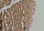 Phospho-OXSR1 (Ser339) Antibody in Immunohistochemistry (Paraffin) (IHC (P))