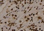 Phospho-LDHA (Tyr10) Antibody in Immunohistochemistry (Paraffin) (IHC (P))