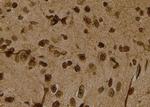 Phospho-LDHA (Tyr10) Antibody in Immunohistochemistry (Paraffin) (IHC (P))