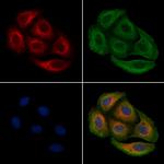 Phospho-LDHA (Tyr239) Antibody in Immunocytochemistry (ICC/IF)