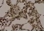 Phospho-LDHA (Tyr239) Antibody in Immunohistochemistry (Paraffin) (IHC (P))