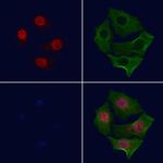 Phospho-c-Myc (Ser293) Antibody in Immunocytochemistry (ICC/IF)