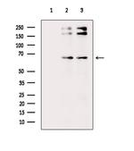 Phospho-Lamin A/C (Ser301) Antibody in Western Blot (WB)