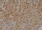 Phospho-TrkA (Tyr496) Antibody in Immunohistochemistry (Paraffin) (IHC (P))