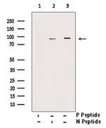 Phospho-TrkA (Tyr496) Antibody in Western Blot (WB)